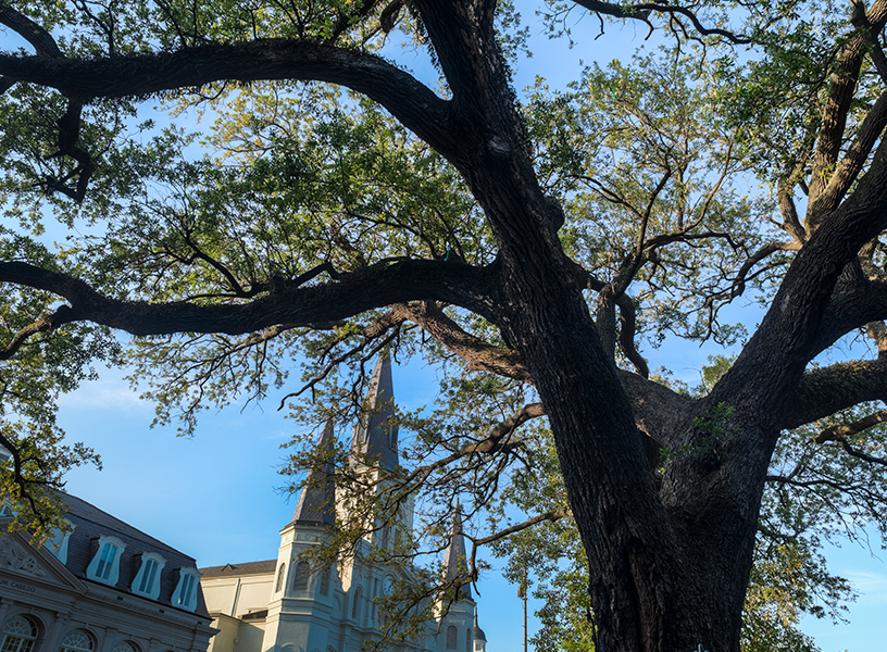 Large tree